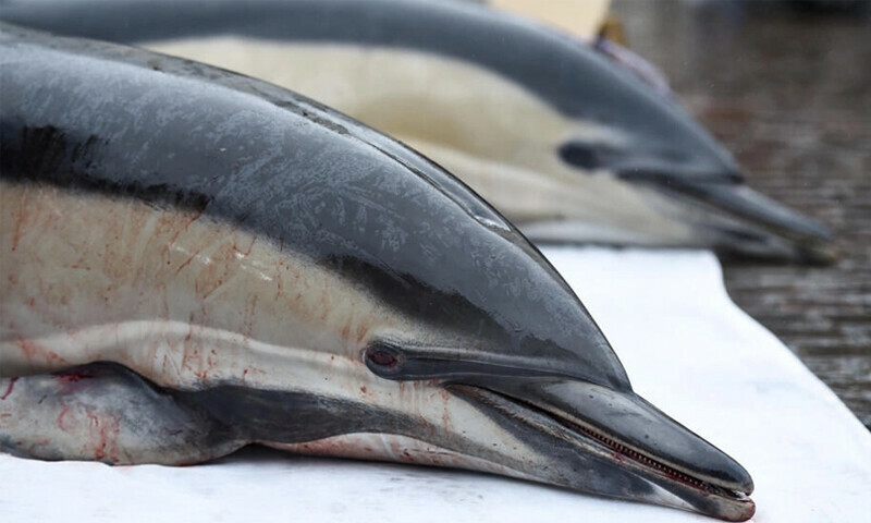 French court orders fishing ban after hundreds of dolphins wash up on coast