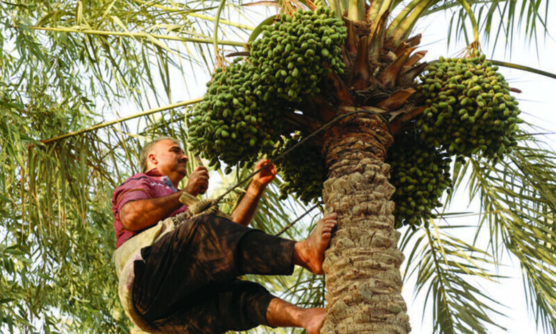 Why are Iranian date prices rising in Pakistan this Ramazan