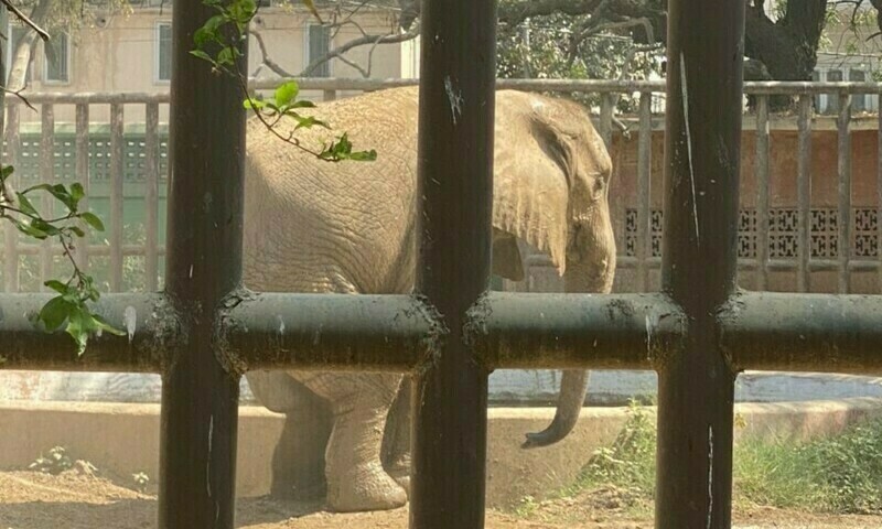 Karachi elephant partially paralyzed from joint pain