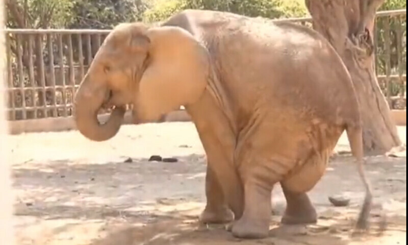 Noor Jehan&rsquo;s pain continues as departments shift reponsibility