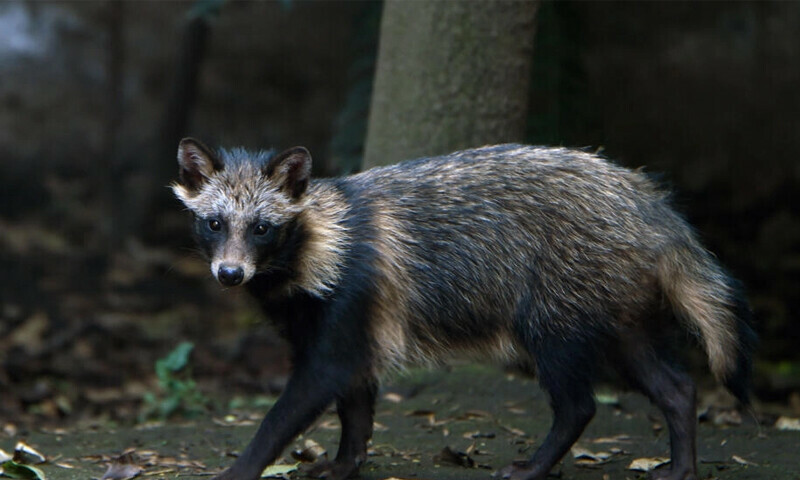 Raccoon dog data sparks new debate about Covid origins