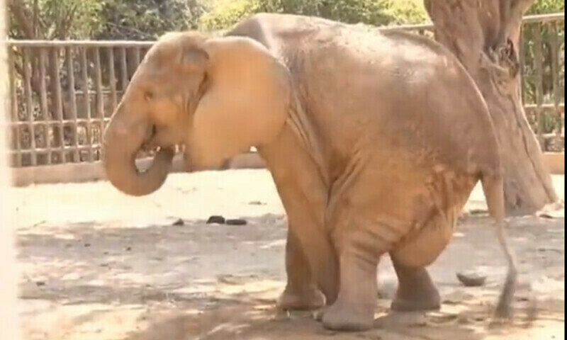 Karachi zoo elephant visited by Governor, minister