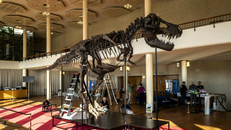 T-Rex skeleton on show in Zurich before auction