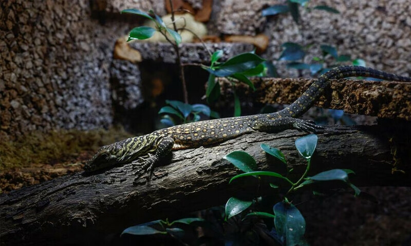 Endangered Komodo dragons hatch at Spanish zoo