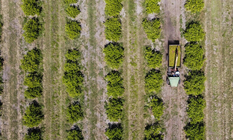 Fruit in crisis: Florida&rsquo;s orange groves buffeted by hurricane, disease