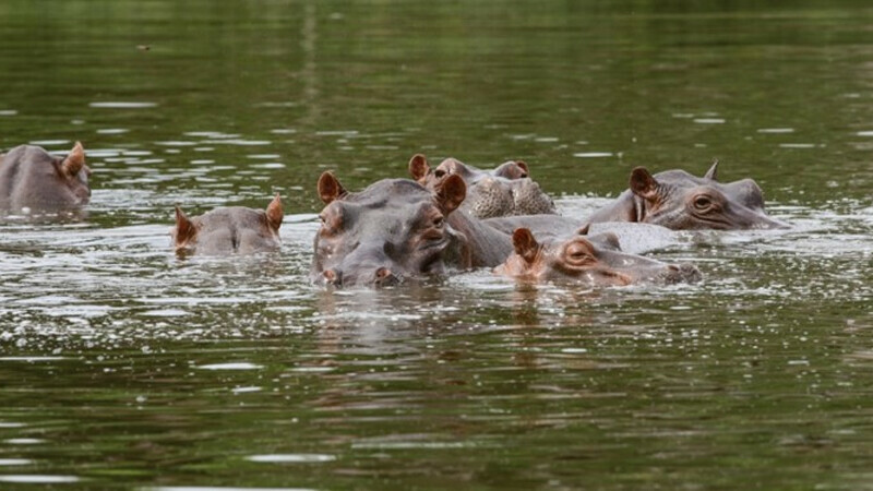 India to get Pablo Escobar&rsquo;s hippos from Colombia