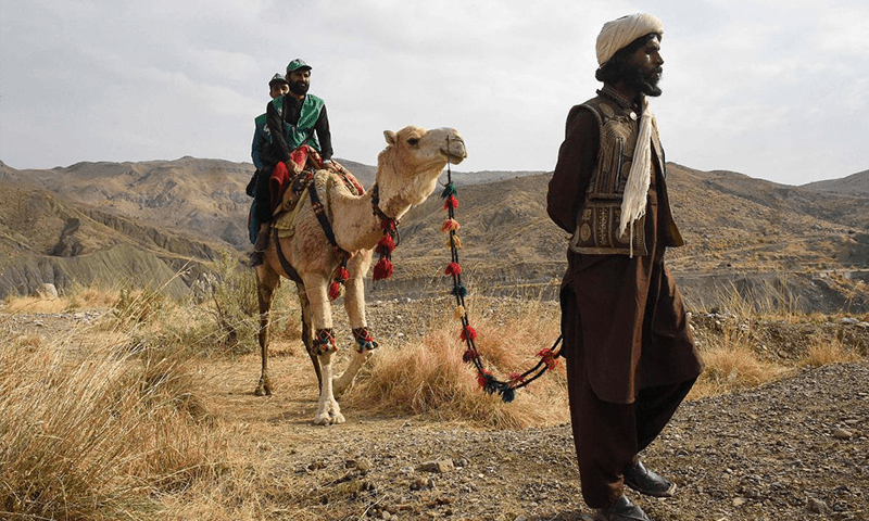 Camelback counters trek wilderness for Pakistan census