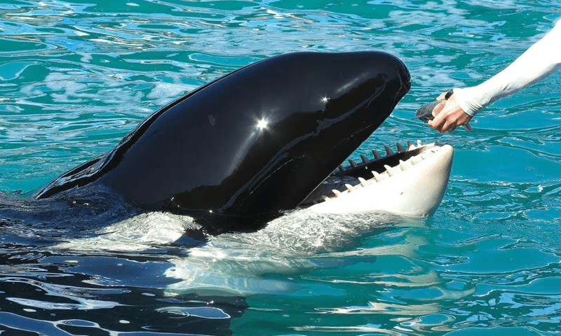Aquarium to release killer whale after more than 50 years in captivity