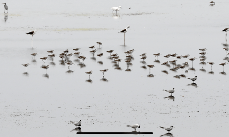 As Pakistanis leave, endangered birds decide to move to Karachi