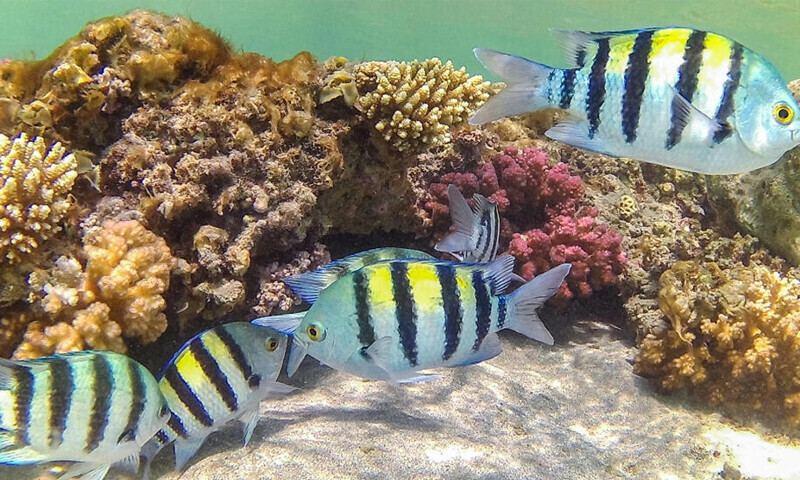 &lsquo;Infecting minds&rsquo;: US book sent to teachers seeks to sow climate doubt