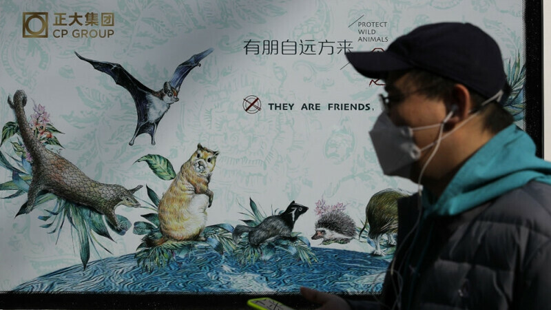 Why are animal-to-human diseases on the rise?