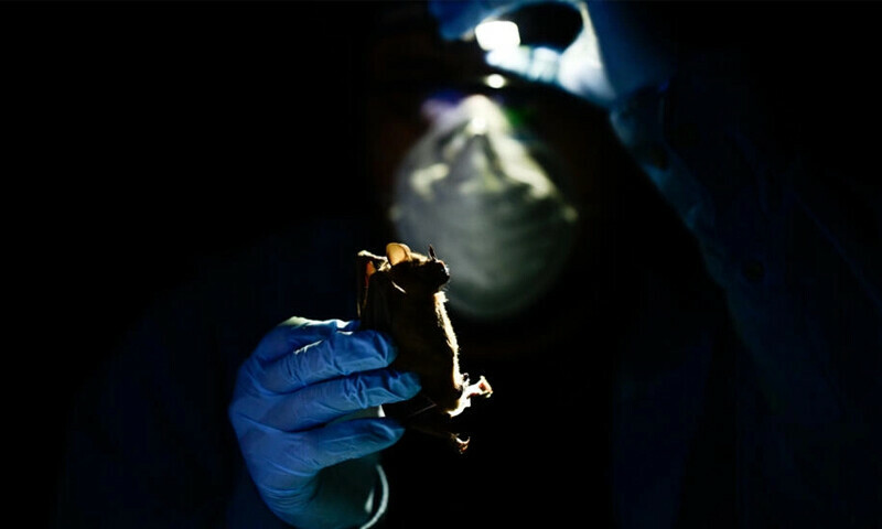 In Mexican jungle, scientists prepare for future pandemics