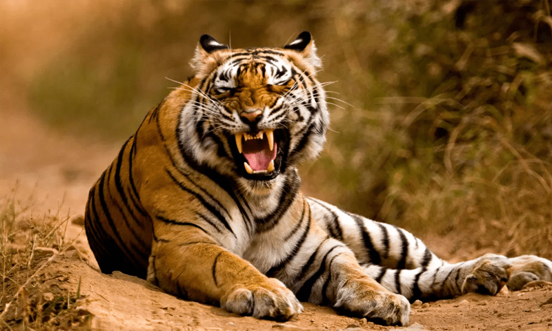 India&rsquo;s tiger population rises above 3,000