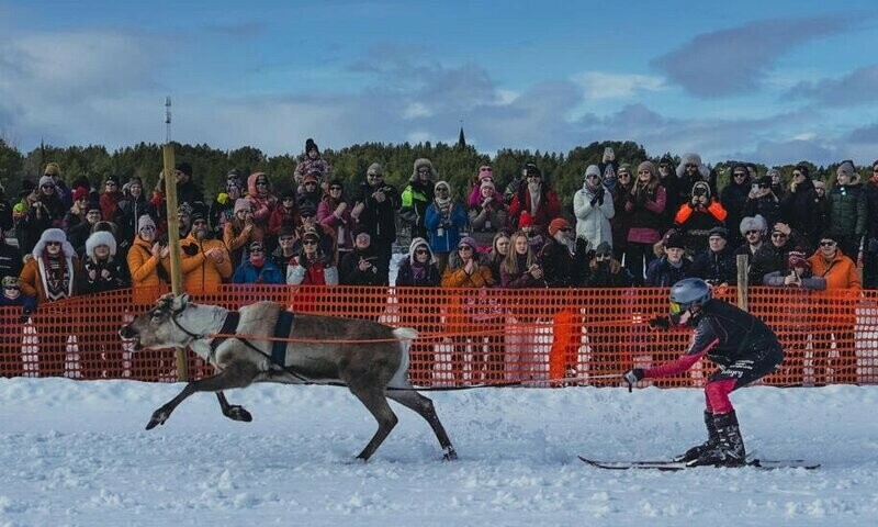 Reindeer racing king crowned in Arctic tournament
