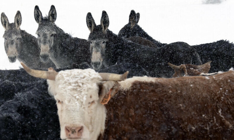 Ranchers battle wolves in Colorado wilds as reintroduction looms