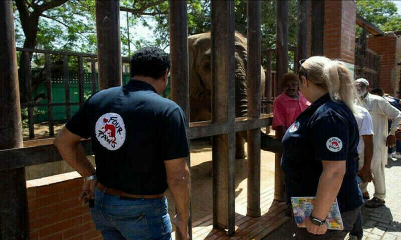 Karachi Zoo director changed after elephant fiasco