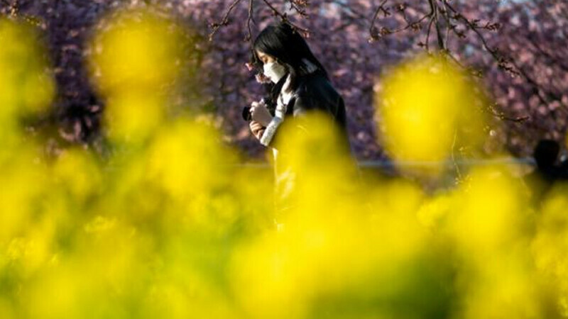 Sniff test: Japan declares war on hayfever woes