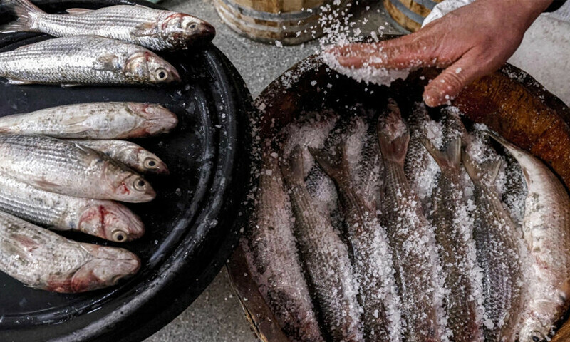 Nile-side Egypt town heralds spring with pungent delicacy