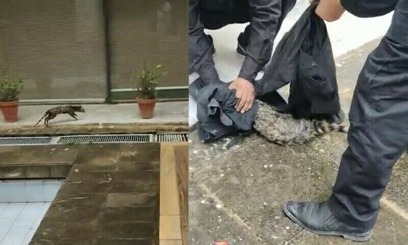 Panic as Indian civet enters Pakistani parliament