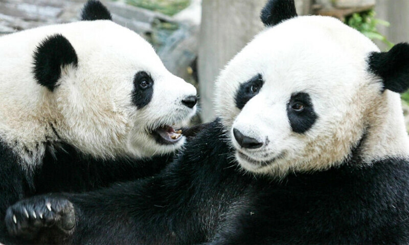 Panda on loan from China dies in Thailand aged 21