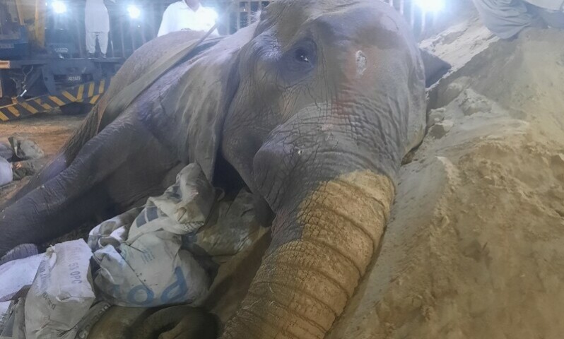 Elephant Noor Jehan may be euthanised