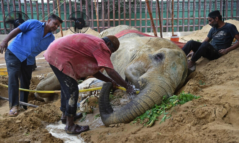 Ailing Pakistan elephant dies, leaving &lsquo;mourning&rsquo; partner in limbo