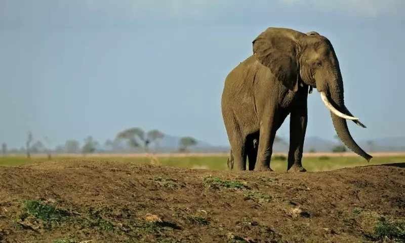 Fact check: Is Sri Lanka gifting two elephants to Pakistan?