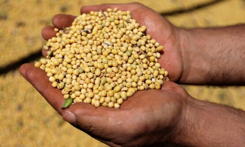 CBOT soybeans may bounce into $14.60-1/2 to $14.68-1/4 range