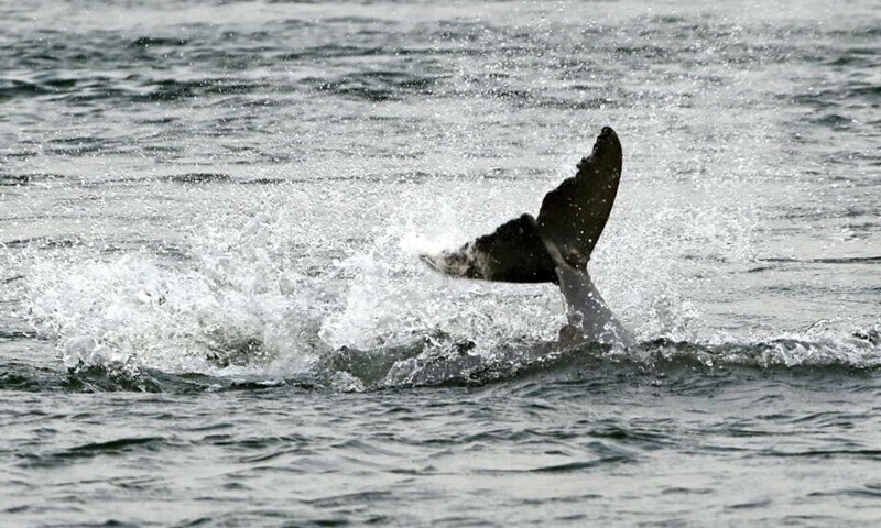 Cambodian leader U-turns on rare dolphin conservation law