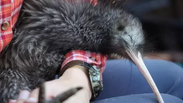 New Zealand fights to save its flightless national bird