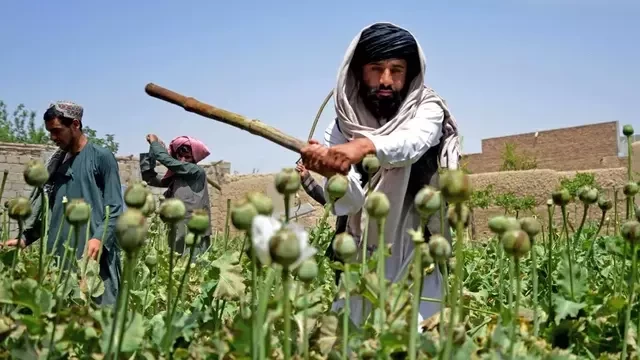 No alternative: Afghan farmers lament Taliban poppy ban
