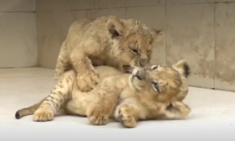 Lion cubs draw crowds at Lahore zoo