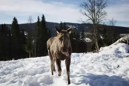 Slow-paced nature TV captivates Swedish audiences