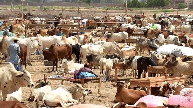 Pakistan health dept fears Congo virus outbreak on Eid-ul-Azha