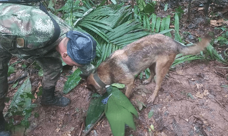 Colombian children found alive in jungle weeks after plane crash