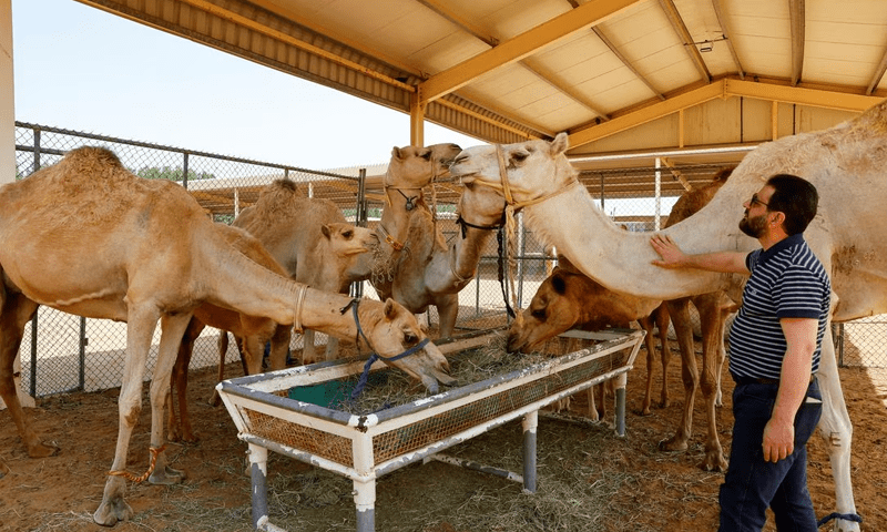 Cloned camels in Dubai cater to races, beauty pageants