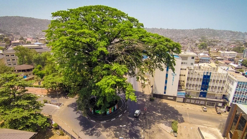 Sierra Leone mourns death of 400-old tree, a symbol of freedom