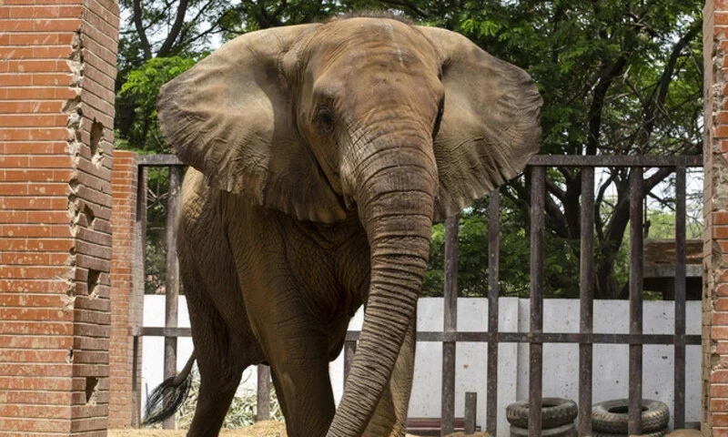 After Noor Jehan, elephant Madhubala diagnosed with blood parasite