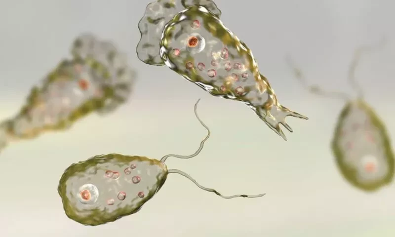 Experts warn public to avoid swimming pools amid rising Naegleria cases