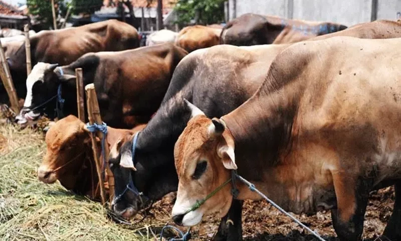 Ahead of Eid-ul-Azha, fear of Lumpy skin virus outbreak in cattle