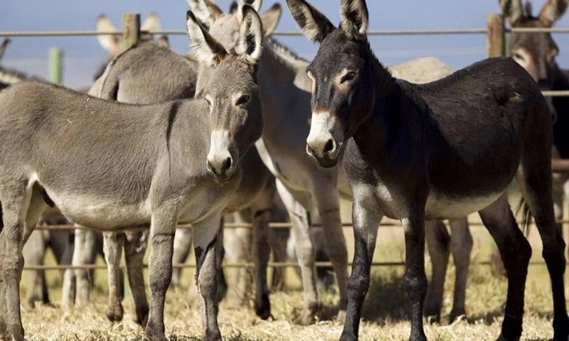 Pakistan&rsquo;s donkey population increases by 100,000