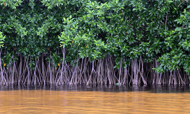 Carbon credits auction for Pakistan mangrove project oversubscribed