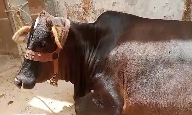 Social media helps man get back his sacrificial animal in Karachi