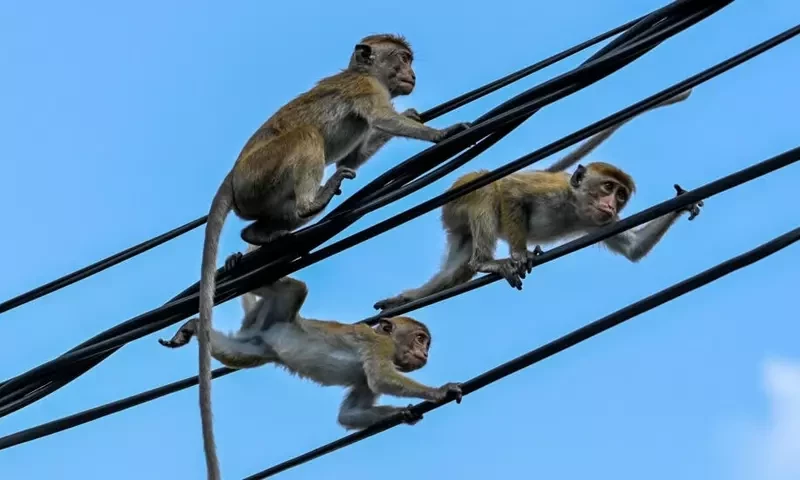 Cash-strapped Sri Lanka scraps monkey business plan