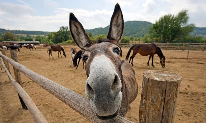 How a Pakistani sparked a debate about eating donkey meat in Egypt