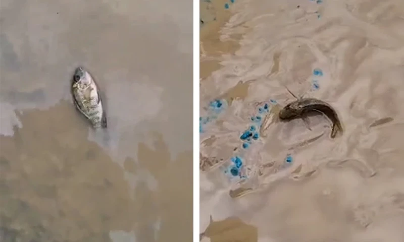 Fish appear on Lahore roads after heavy rainfall