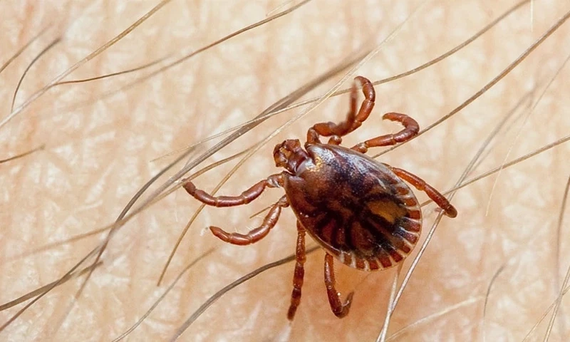 Congo patient dies in Quetta bringing death toll from tick-borne virus to 8