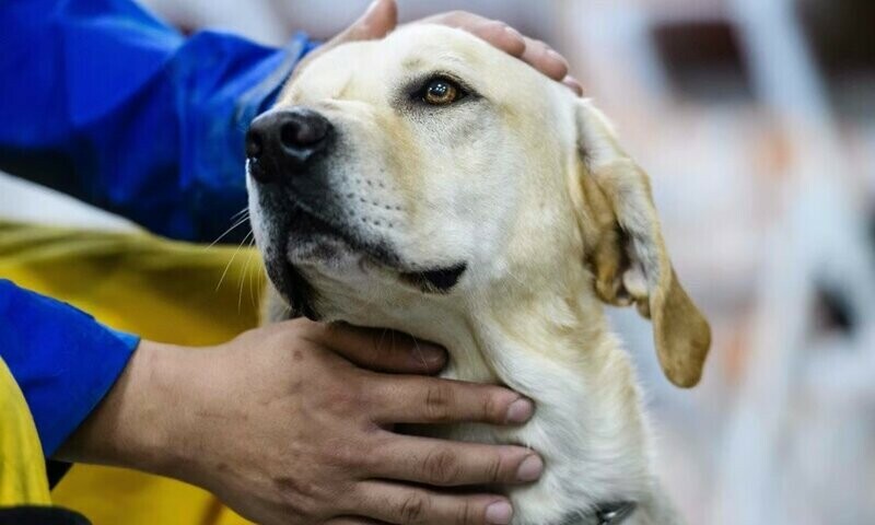 Stray dog rescues abandoned newborn in Tripoli