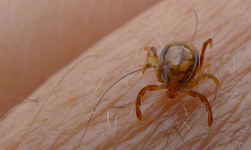 Congo fever claims another life in Quetta as death toll reaches 10