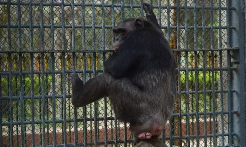Monkey business in Pakistan court during smuggling case